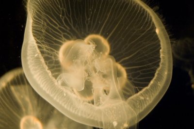 sDSC_4609.jpg