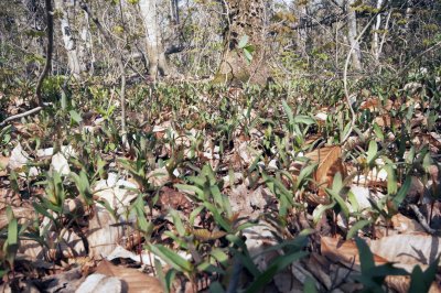 Sugar Maple Regeneration