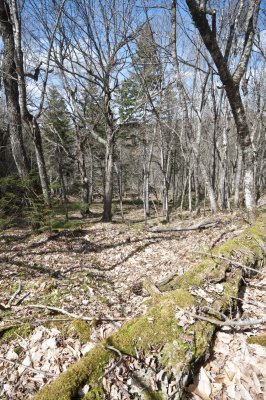 Spruce/Birch Gully