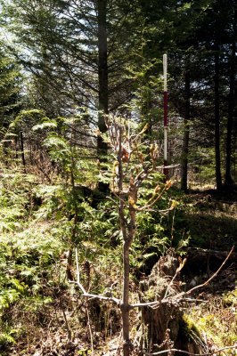 Nature's Herbicide