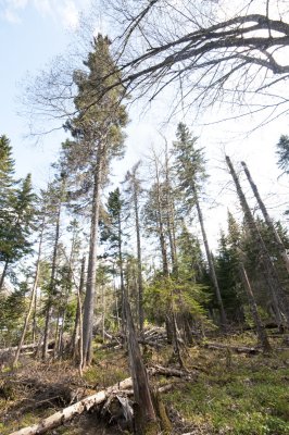 Red Spruce