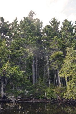 Stratified Spruce