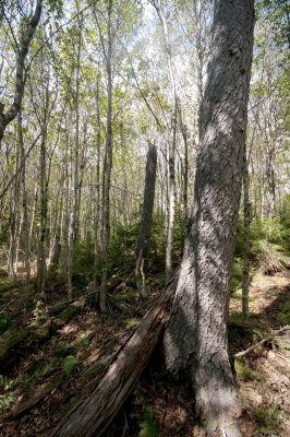 Regenerating Spruce Birch