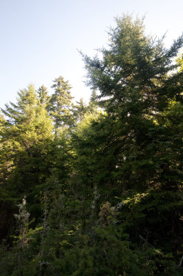 Uneven Aged Spruce.