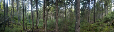 SprucePan1