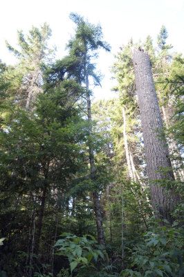 Pine Windthrow Spruce Release