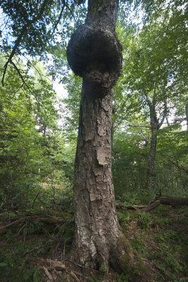 Growth on Yellow Birch