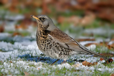 Kramsvogel