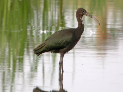 Zwarte ibis