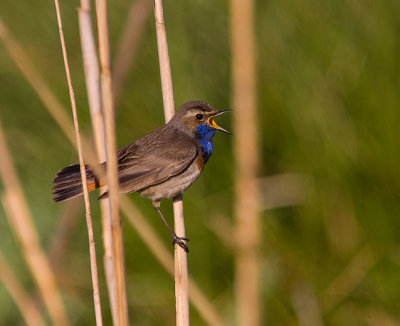 Blauwborst