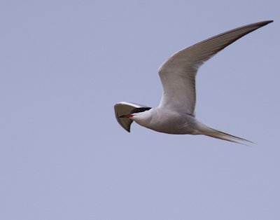 Visdief