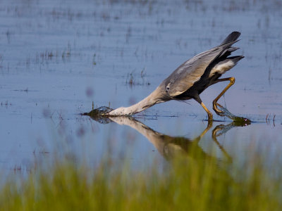 Blauwe reiger
