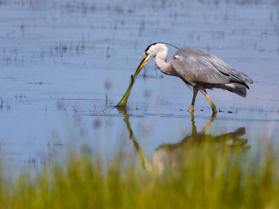 Blauwe reiger
