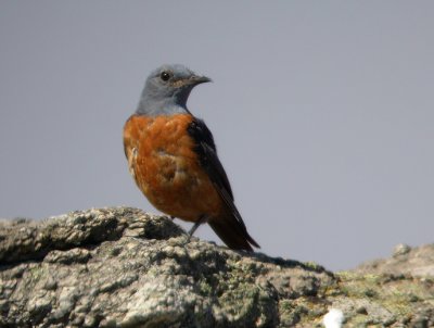 Rode Rotslijster