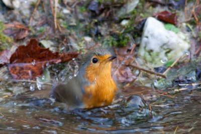 roodborst