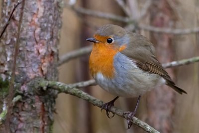 Roodborst