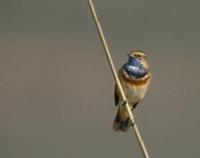 Blauwborst