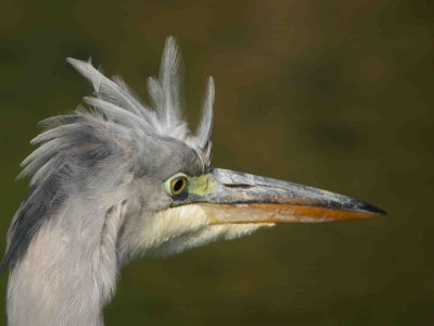 Blauwe reiger