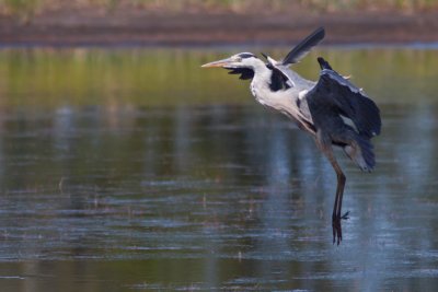 Blauwe reiger