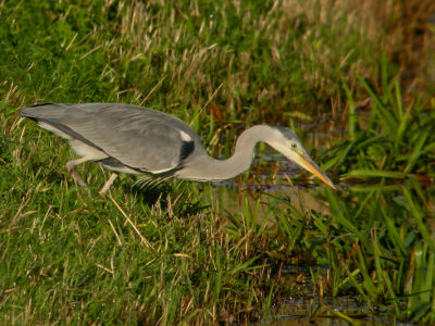 Blauwe reiger