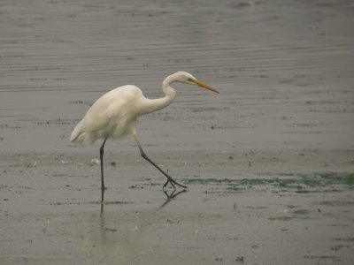 Grote zilverreiger