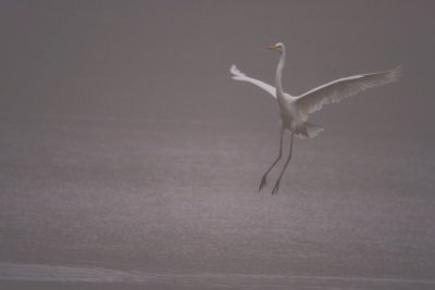Grote zilverreiger