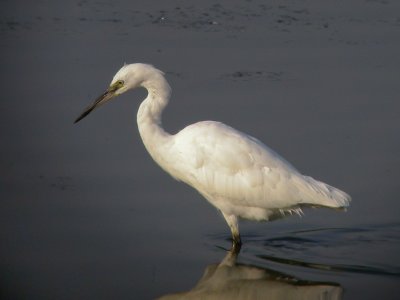 Kleine zilverreiger