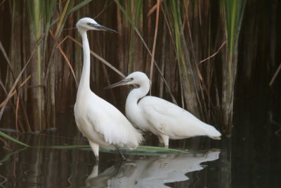 Kleine zilverreiger
