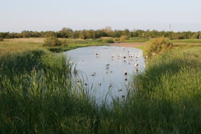 Kleine zilverreiger