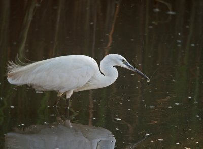 Kleine zilverreiger