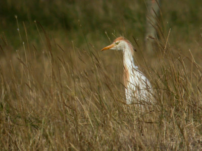 Koereiger