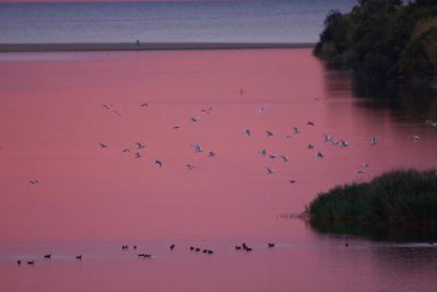 Koereiger