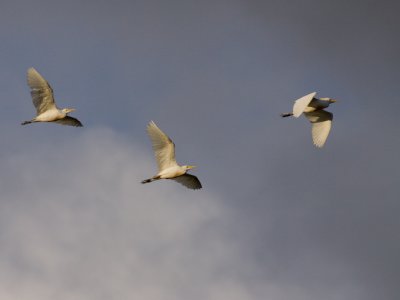 Koereiger