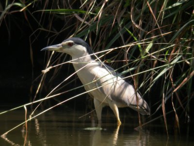 Kwak