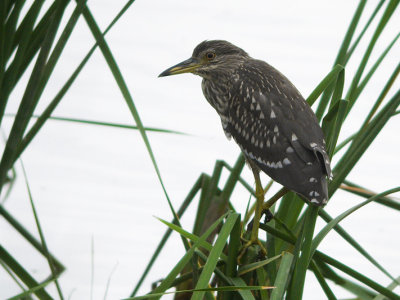 Kwak