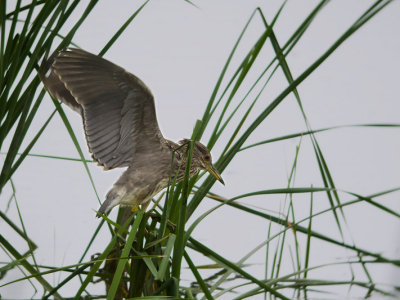 Kwak