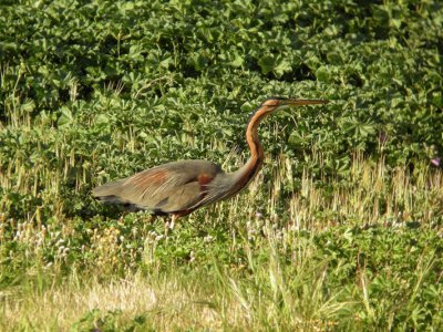 Purperreiger