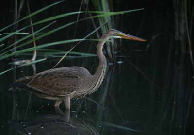 Purperreiger