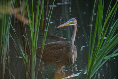 Purperreiger