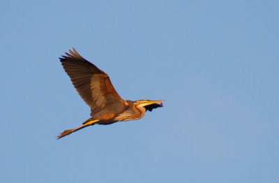 Purperreiger