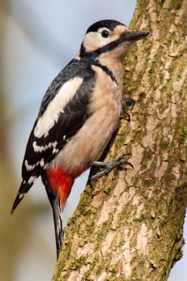 Grote bonte specht