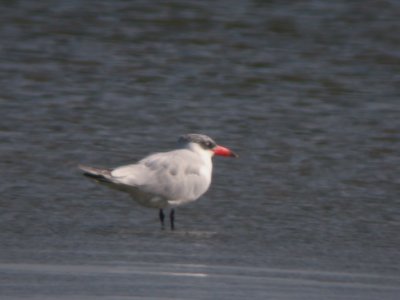 Reuzenstern