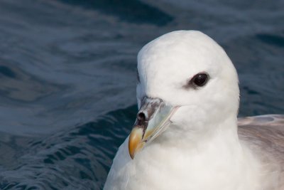 Noordse stormvogel