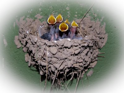Boerenzwaluw