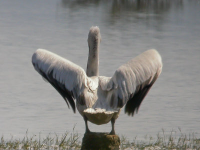 Pelikanen