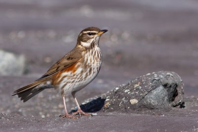 Koperwiek
