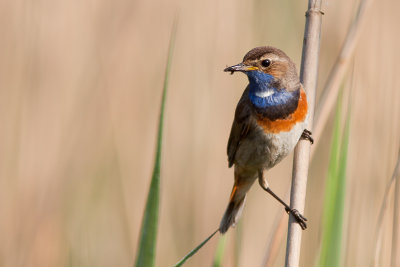 Blauwborst