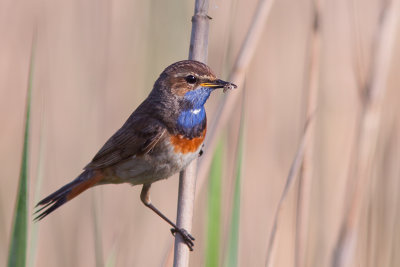 Blauwborst