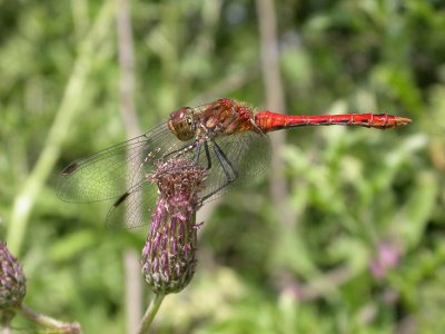 Bloedrode heidelibel