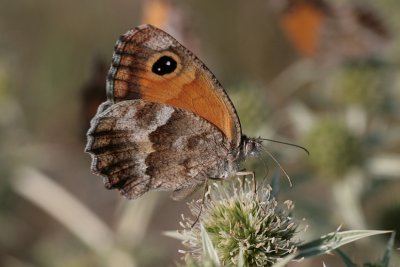 Zuidelijk oranje zandoogje